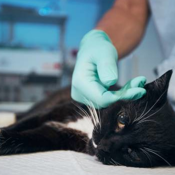 Veterinarians care services