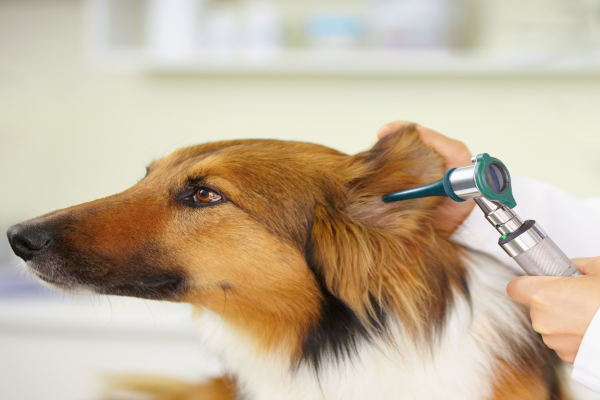 Veterinarians care services