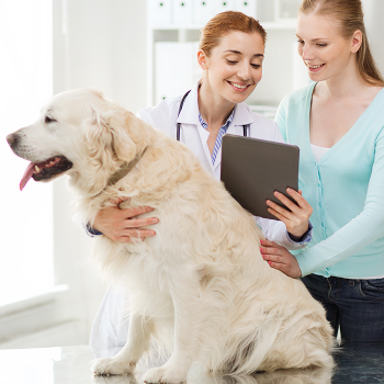 Online veterinary consultation